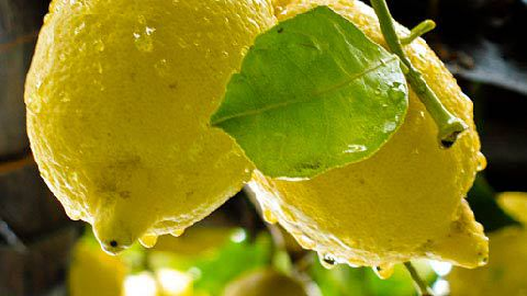 Citron Sicile