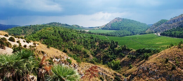 Vignoble Sicile