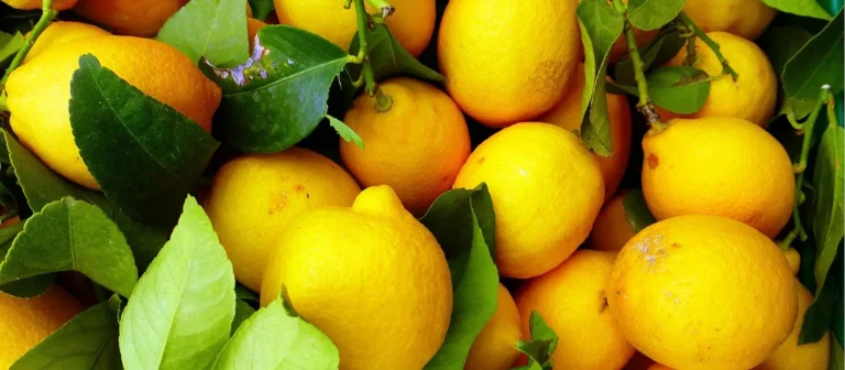 Citron de Sicile