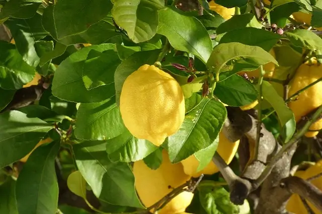 Culture du Citron en Sicile