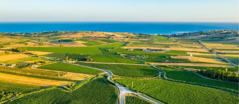 Vignoble de Sicile