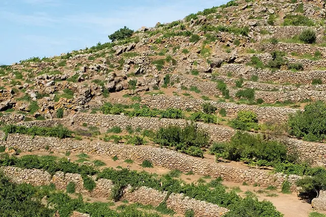 Culture Capre Pantelleria