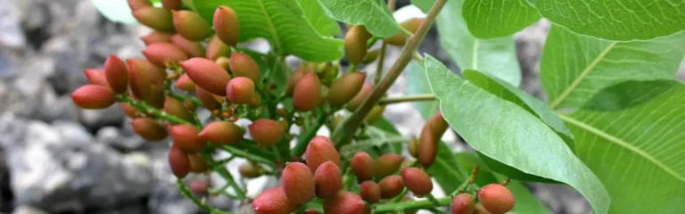 Pistache de Sicile