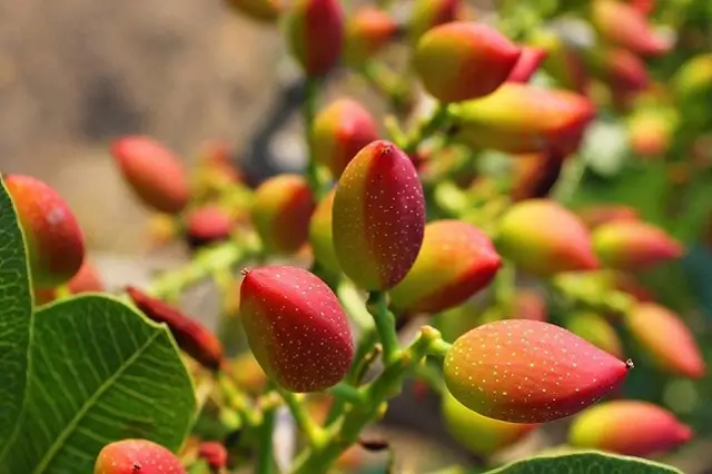 Pistaches sur l'arbre
